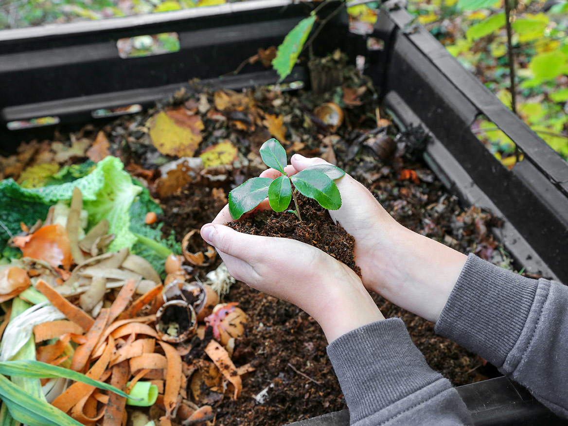 compost garden