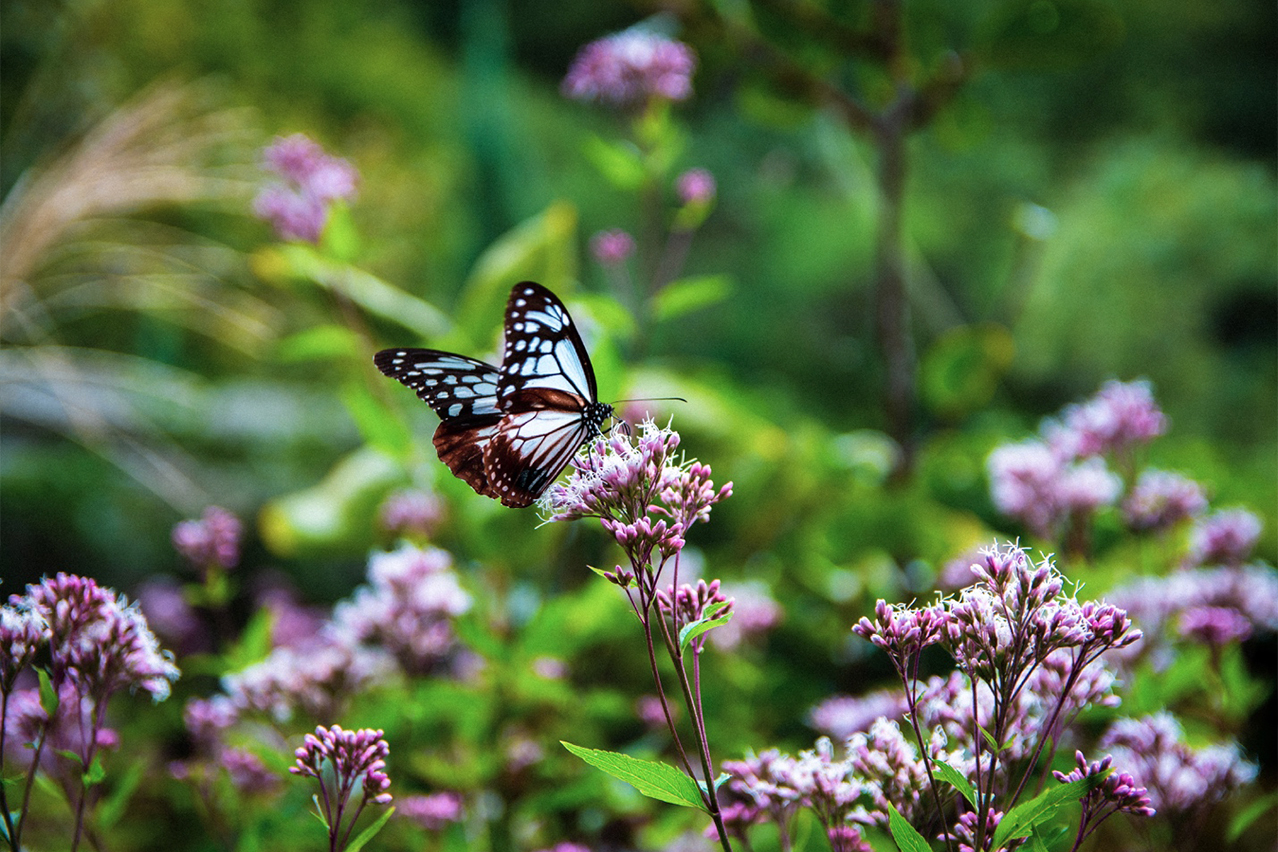 butterfly