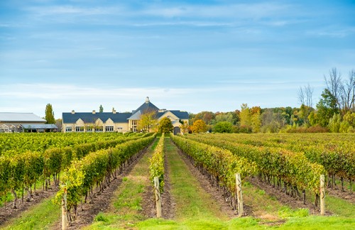 winery vineyard