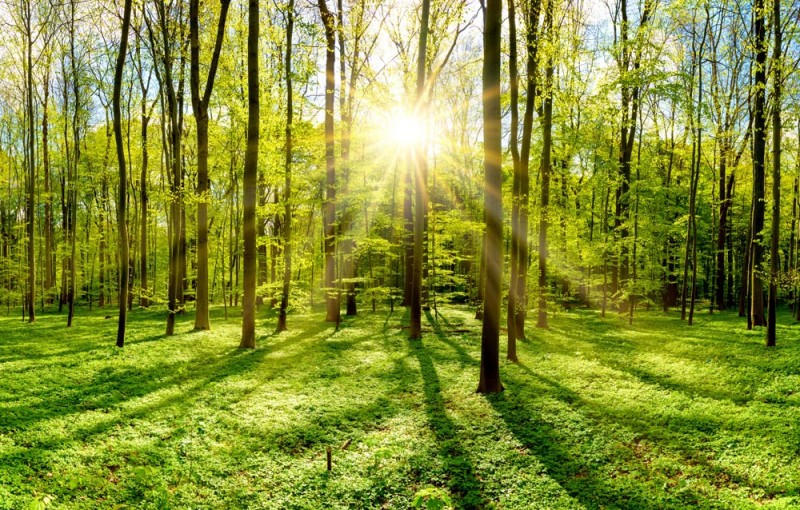 Forest with sun